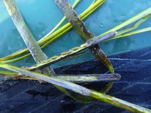 These seeds disperse and create new eelgrass plants, adding to the genetic diversity of the eelgrass population in the bay.