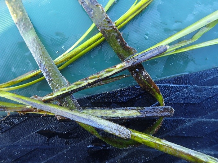 These seeds disperse and create new eelgrass plants, adding to the genetic diversity of the eelgrass population in the bay. 