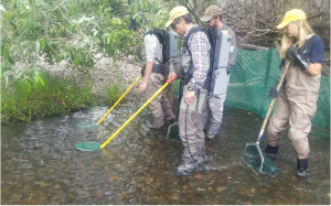 Four people help move fish from the creek
