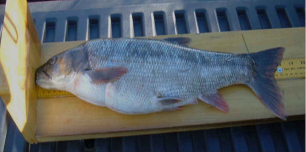 The nonnative Sacramento pikeminnow can pose a threat to native steelhead. This pikeminnow displayed on a measuring board was removed from the creek during annual fisheries monitoring 