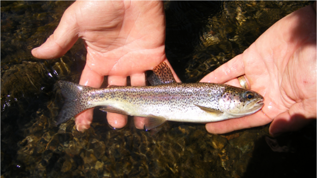 A steelhead (Oncorhynchus mykiss) was captured from the Chorro Creek sub-watershed and measured before safely being released back into the water.