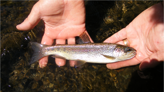 2 juvenile rainbow trout - Morro Bay National Estuary Program