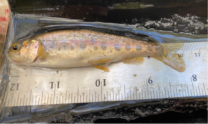 A juvenile steelhead is carefully measured during a survey before being returned to the creek.