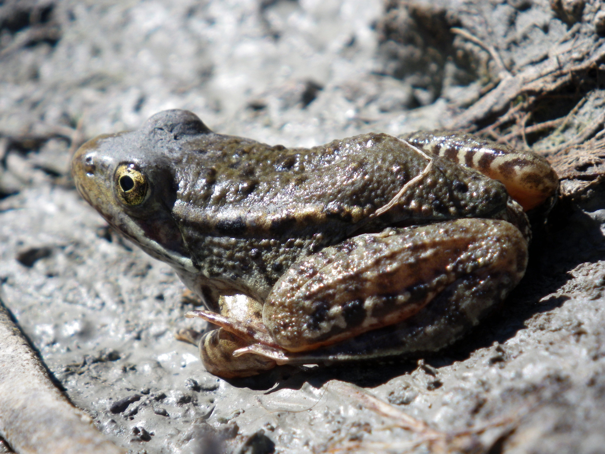 A red legged frog sits facing away from the camera. This is a side view with the frog's back left leg closest to the camera. It is sitting on what appears to be mud.