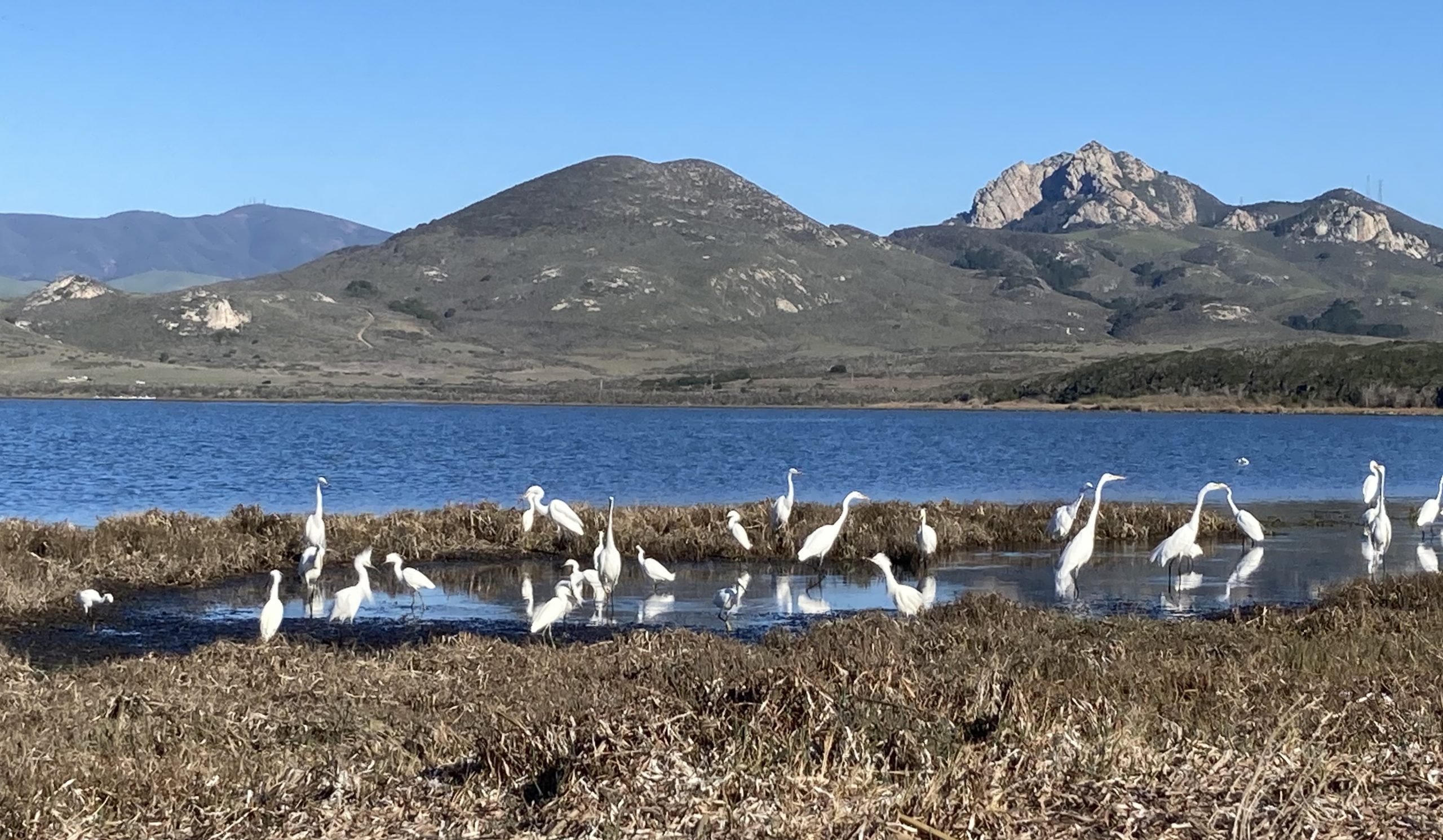 Great egrets and snowy egrets gather in the Morro Bay estuary's saltmarsh to feed.