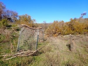 Log found on top of plant protection cage at CCER