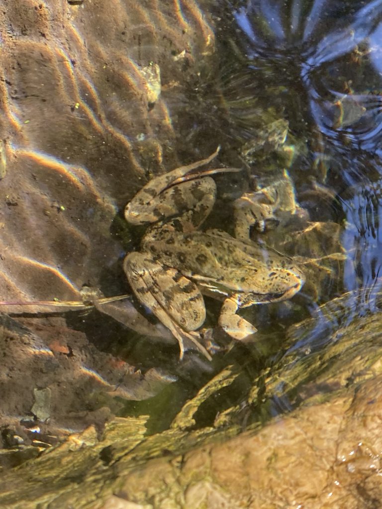 A California Red-legged frog. Copyright Morro Bay National Estuary Program