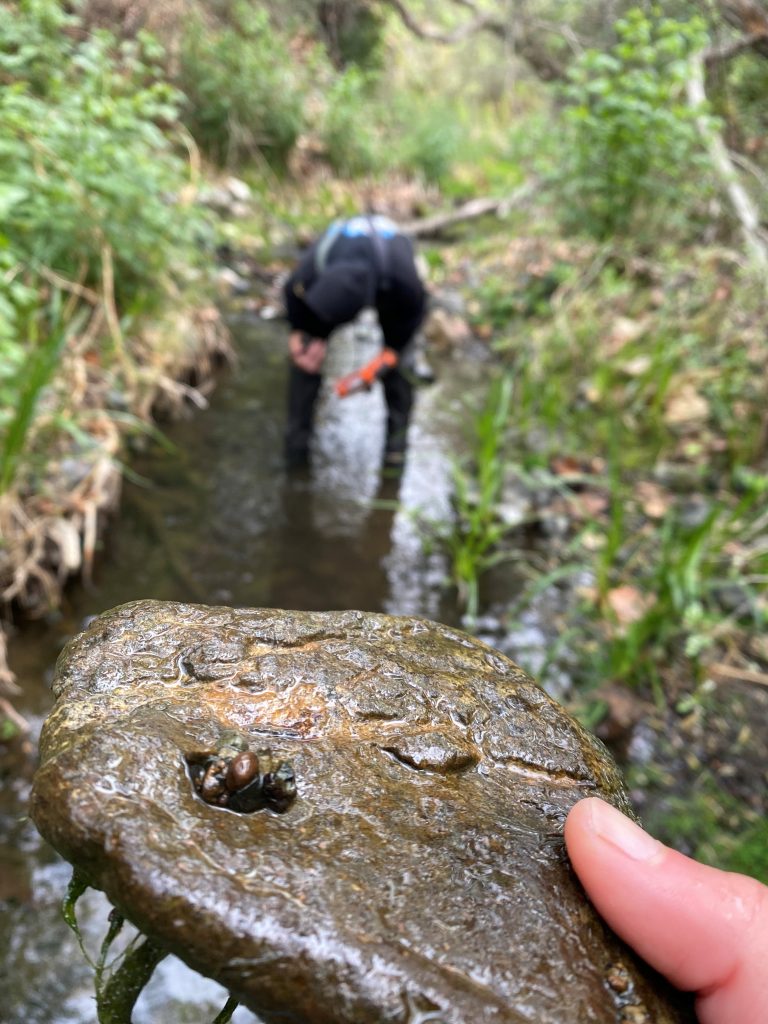 A caddisfly under a rock