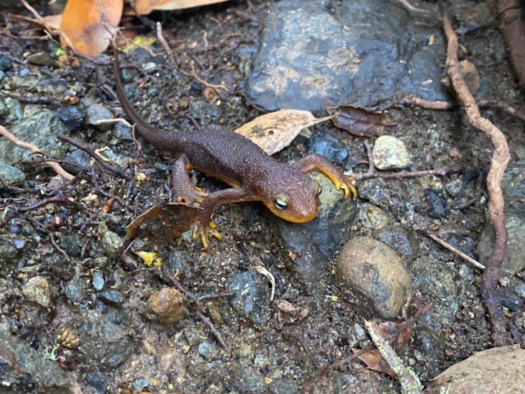  Staff spotted quite a few California newts on upper Pennington Creek, one of which is pictured above.