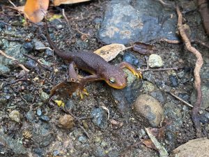 Staff spotted quite a few California newts on upper Pennington Creek, one of which is pictured above.