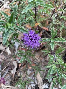 Curly leaf monardella