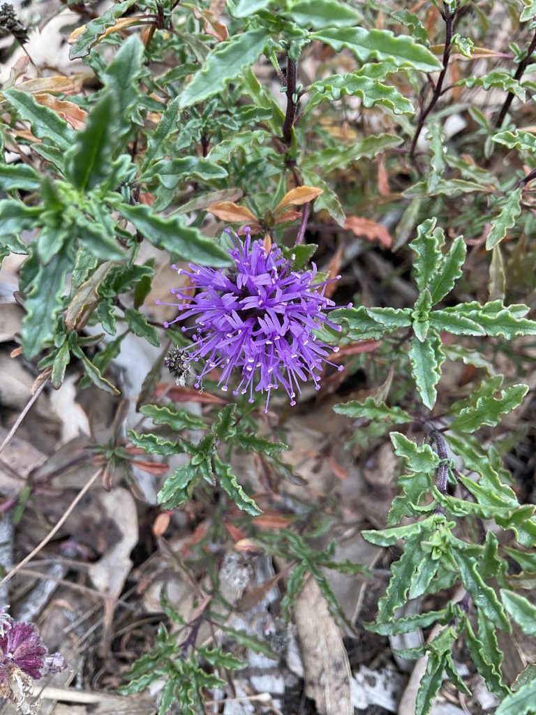 Curly leaf monardella 