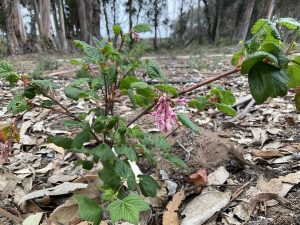 flowering currant