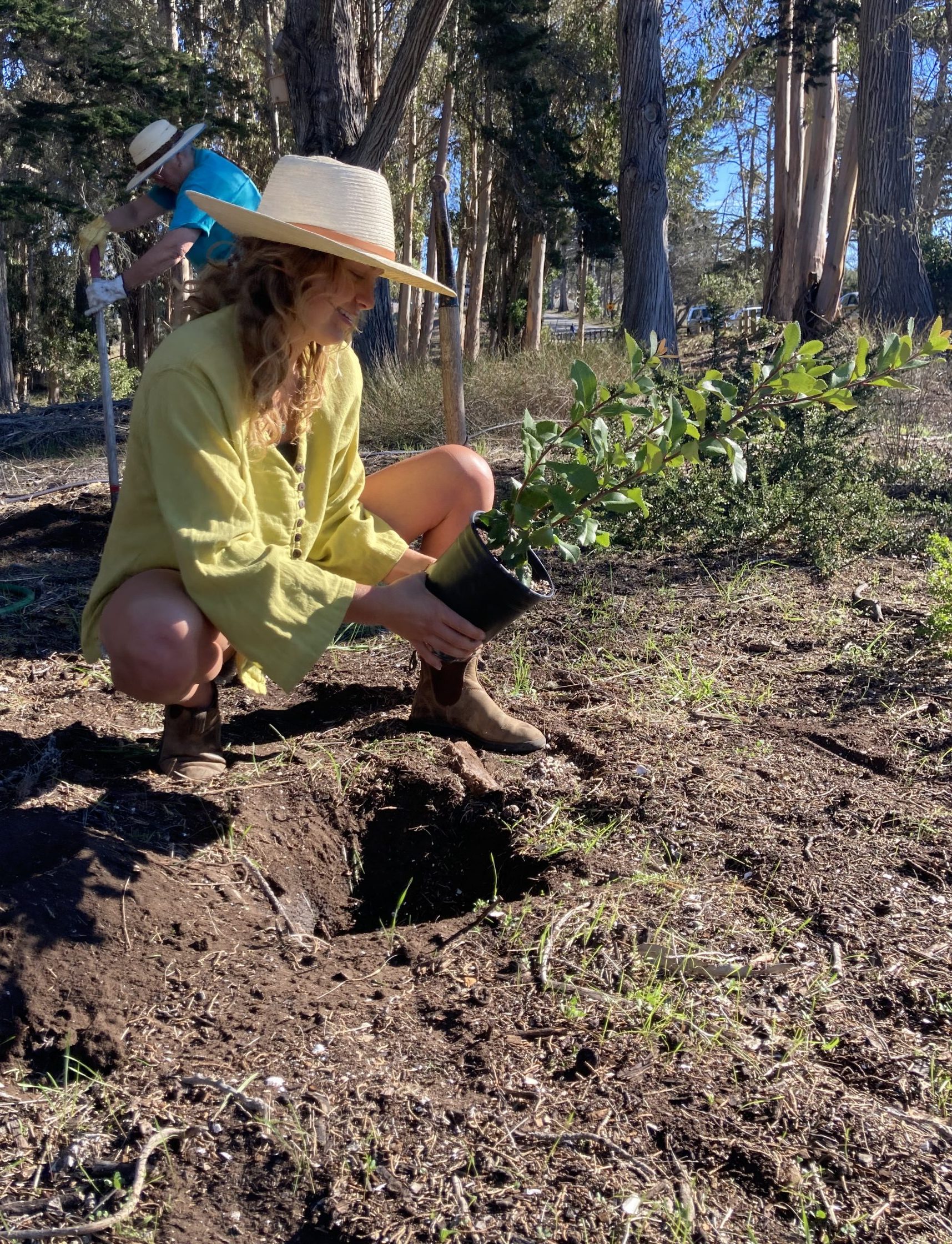 Volunteer planting a native plant at Sweet Springs