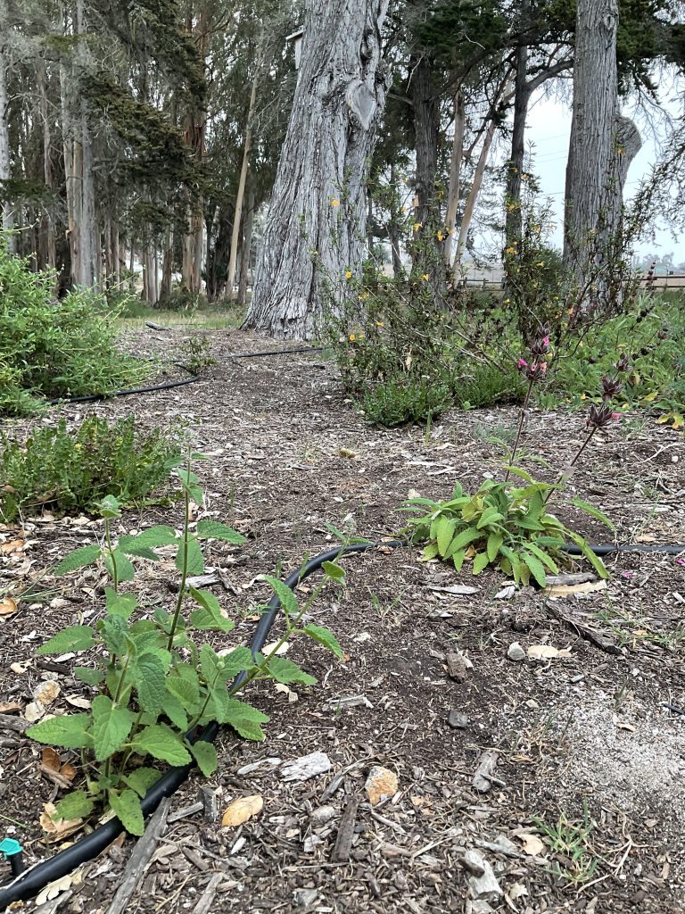 Understory plants form part of the pollinator garden