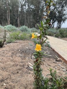 Sticky monkey flowers_Nectar Planting Area_3.2022