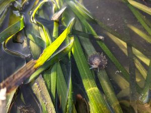 A tiny opalescent nudibranch sits on top of an eelgrass blade at low tide. Wildlife