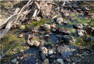 Creek with tree roots and rocks