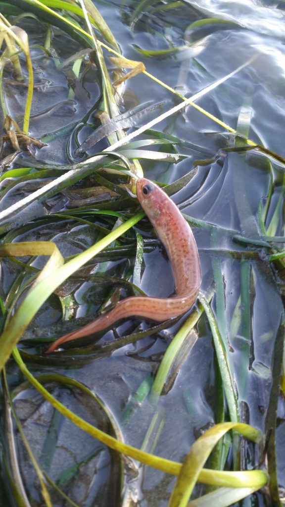 Spotted cusk eel on eelgrass in Morro Bay estuary