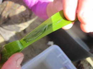 small, green eelgrass sea hare_morro bay national estuary program