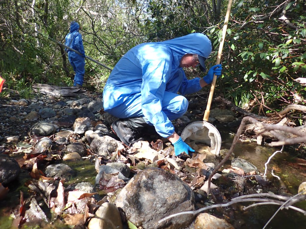 One of the best ways to prevent poison oak contact is to wear full-body protection. This photo shows monitoring staff in full poison oak PPE on Dairy Creek.