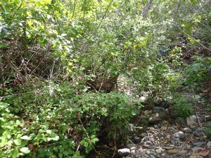This photo shows a dense cover of poison oak at a bioassessment site on Dairy Creek. Staff were able to collect all necessary data while avoiding this hazard.