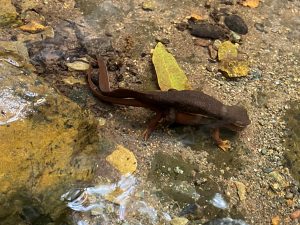 During this year’s survey effort, staff encountered mating newts.