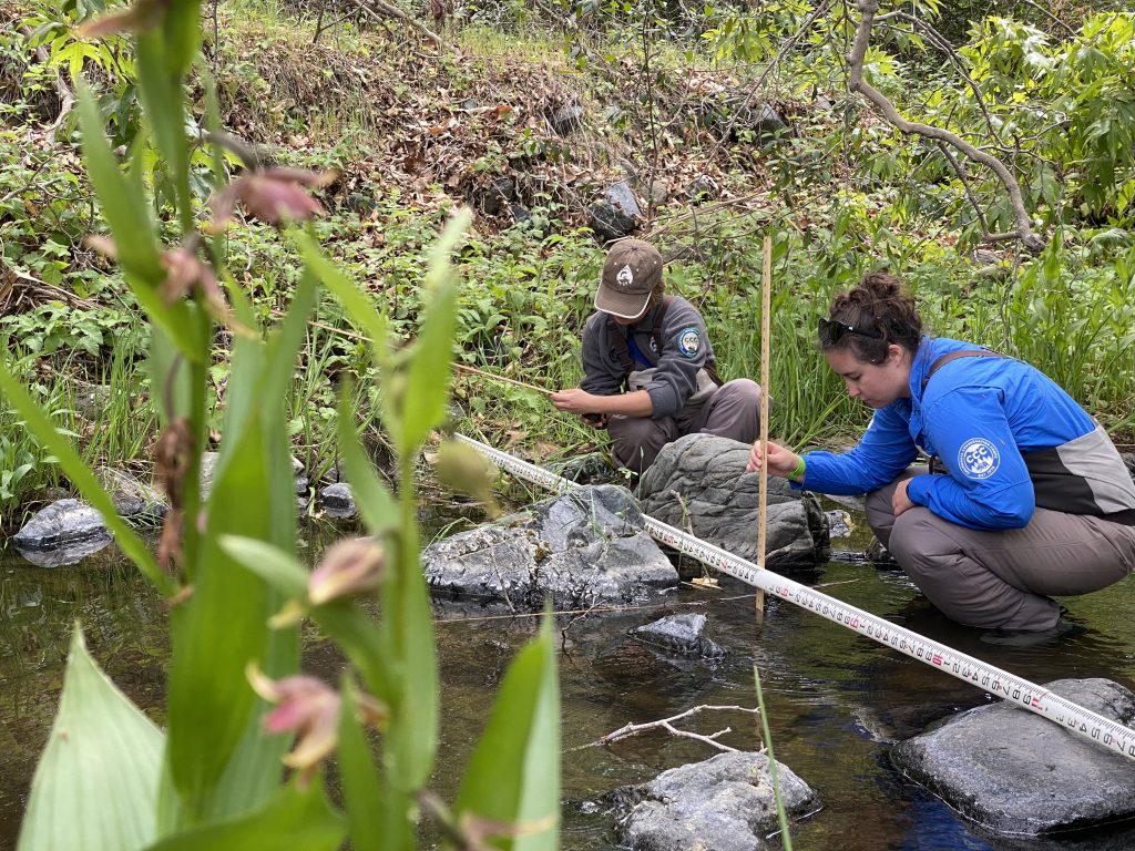 This year the Estuary Program partnered with Cal Poly and the Watershed Stewards Program (WSP) to complete bioassessment surveys. This photo shows our two WSP corpsmembers, Hannah and Raine, measuring the size of rocks on the creek bottom and water depth in Chorro Creek, which tell us how well the creek can support bugs and fish.