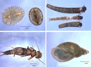 Macroinvertebrate samples are identified and counted at a taxonomy laboratory. These are some commonly occurring specimens collected from our watershed.