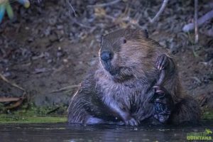 Beaver grooming next to a dam