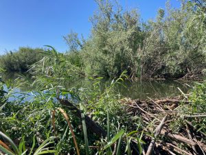 Beaver dam creating a pond in SLO County