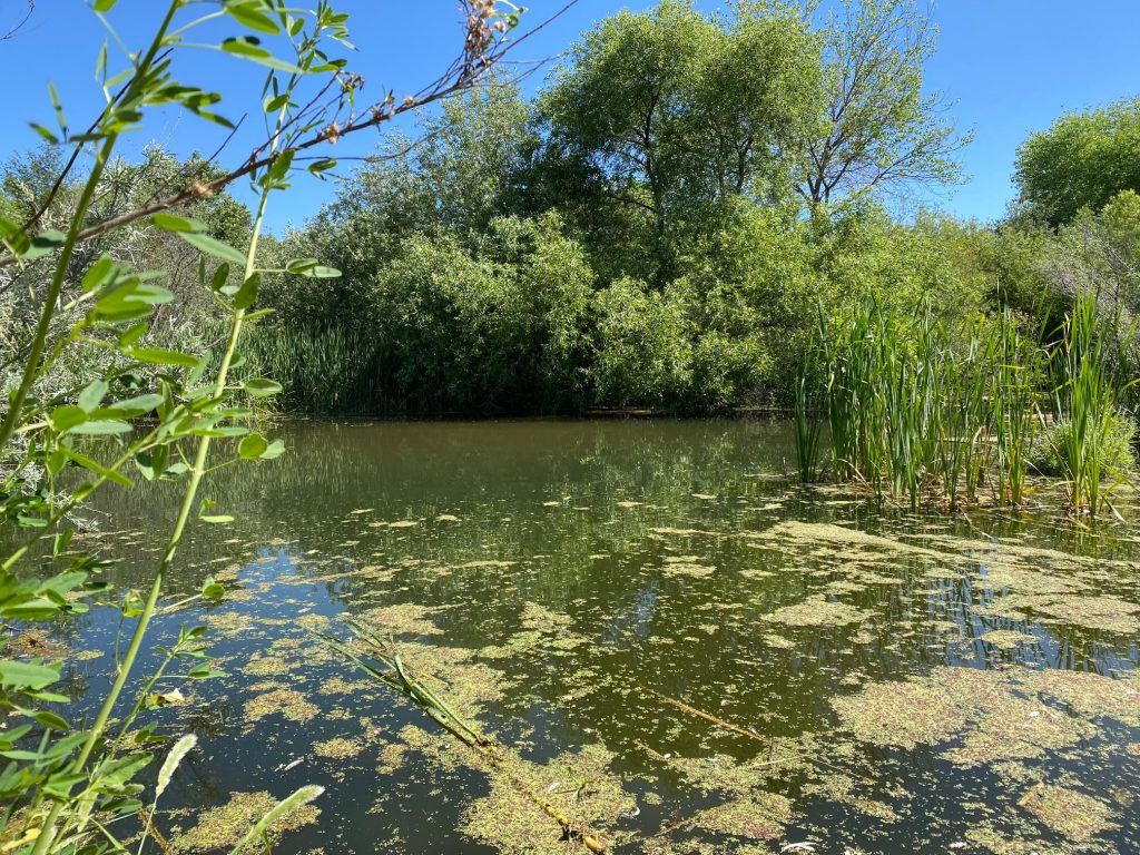 A beaver pond created by a dam on the Salinas River