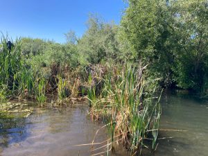 Beaver pond with tall reeds growing through