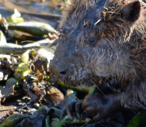 Close up of a beaver in Stockton California