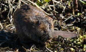 Beaver in Stockton California on dam