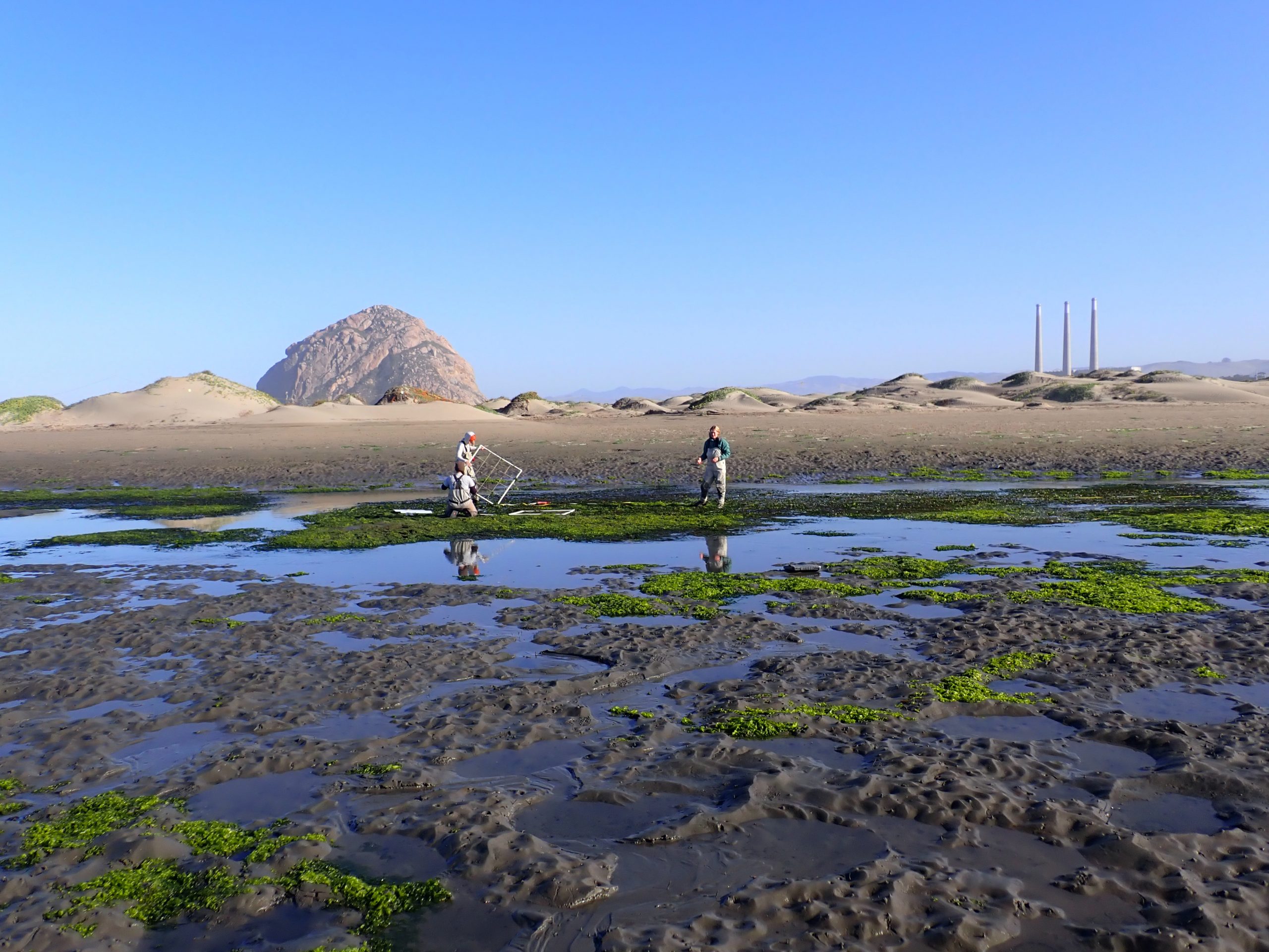 Monitoring staff and WSP Corpsmembers monitoring eelgrass on the sandspit in Morro Bay.