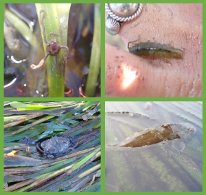 A collage of different createds encountered in the eelgrass.