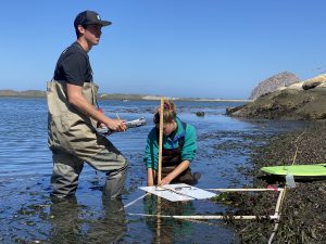 Monitoring Coordinator and field staff performing bed condition monitoring in the Morro Bay Estuary.