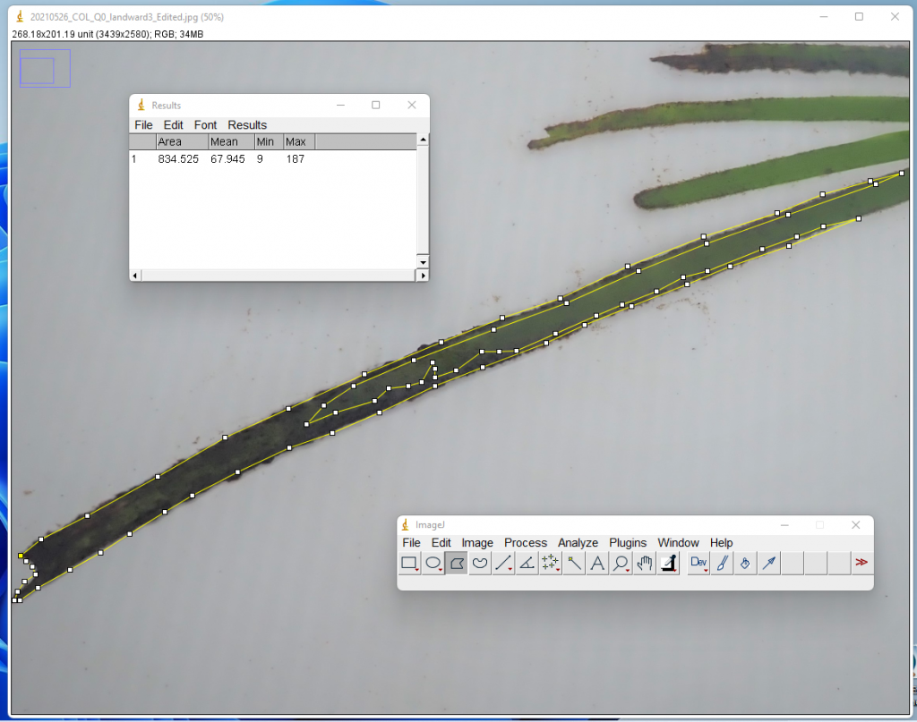 Image of software to analyze eelgrass blades