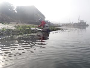 Staff member Makenzie in eelgrass bed off of Coleman Beach