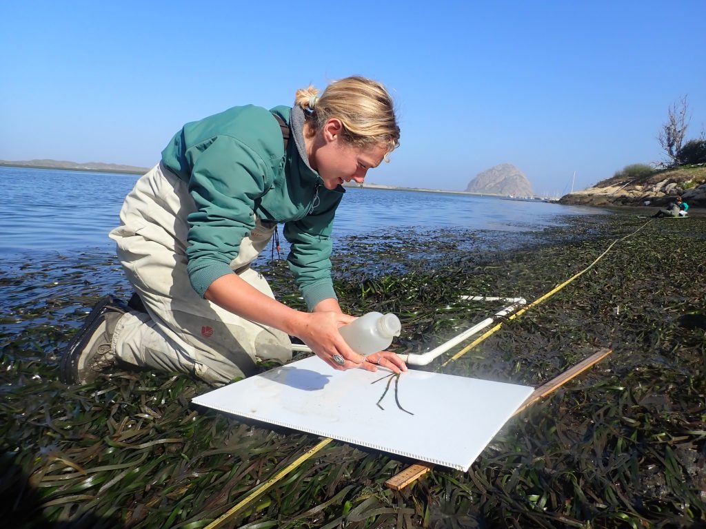 Staff member washes the sand off of an eelgrass plant while in an eelgrass bed in Morro Bay