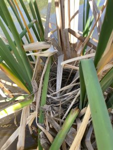A bird nest in the reeds at a beaver pond on the Salinas River