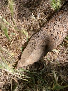 A stick that has been gnawed by a beaver.