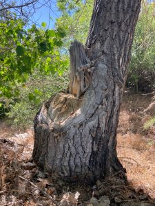 A cottonwood tree that has a missing trunk from beavers felling the tree.