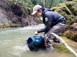Corpsmember releasing fish into a stream in the Russian River watershed.