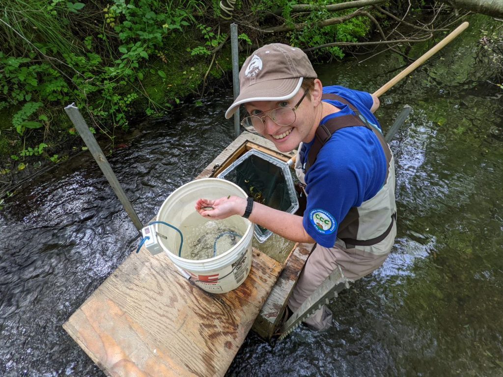 WSP Team Leader in the field working on a smolt trap in Point Reyes.