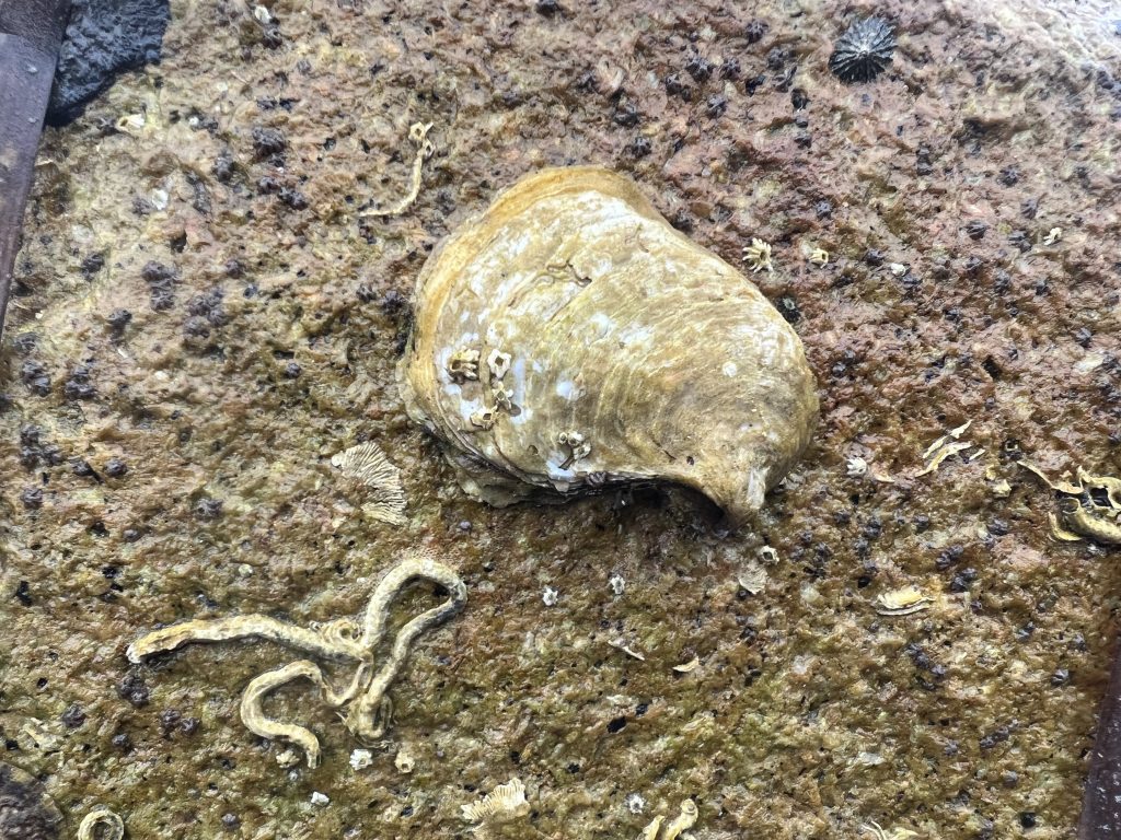 A photograph of a native Olympia oyster that you can find in Morro Bay.