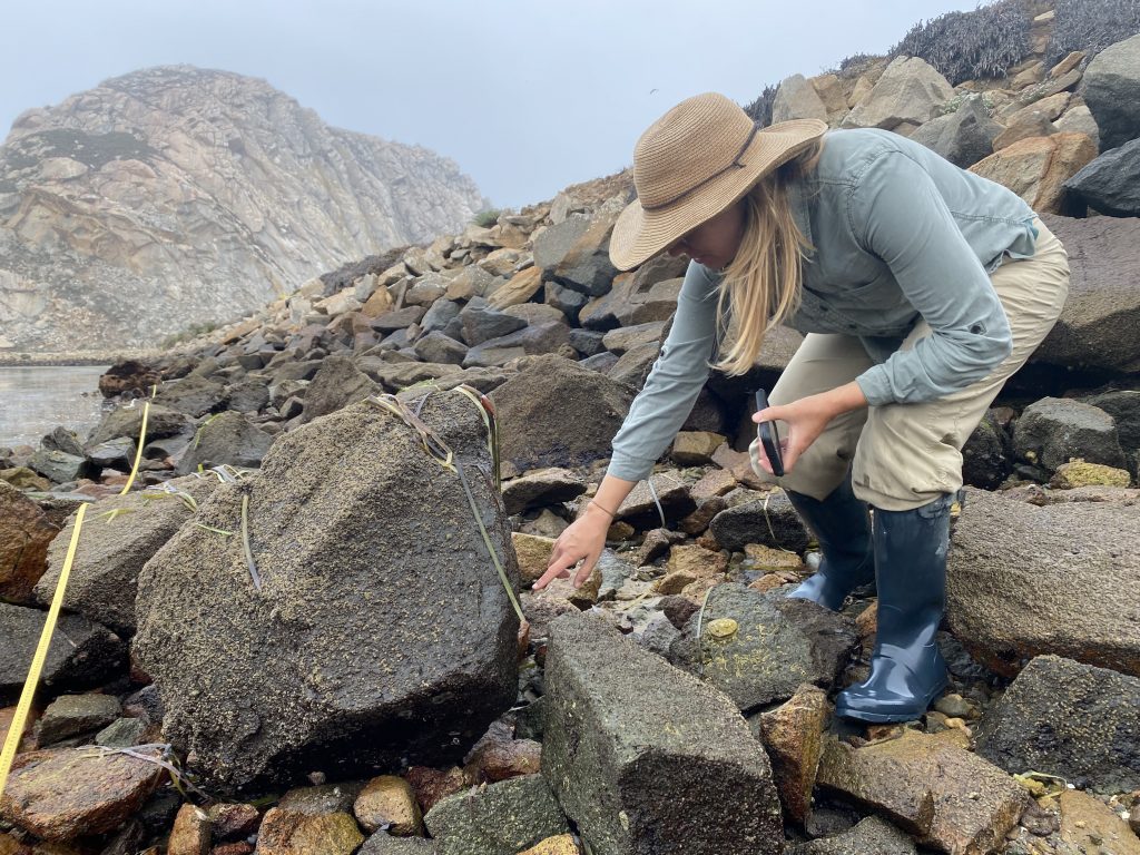 Estuary Program Staff doing field work next to Morro rock