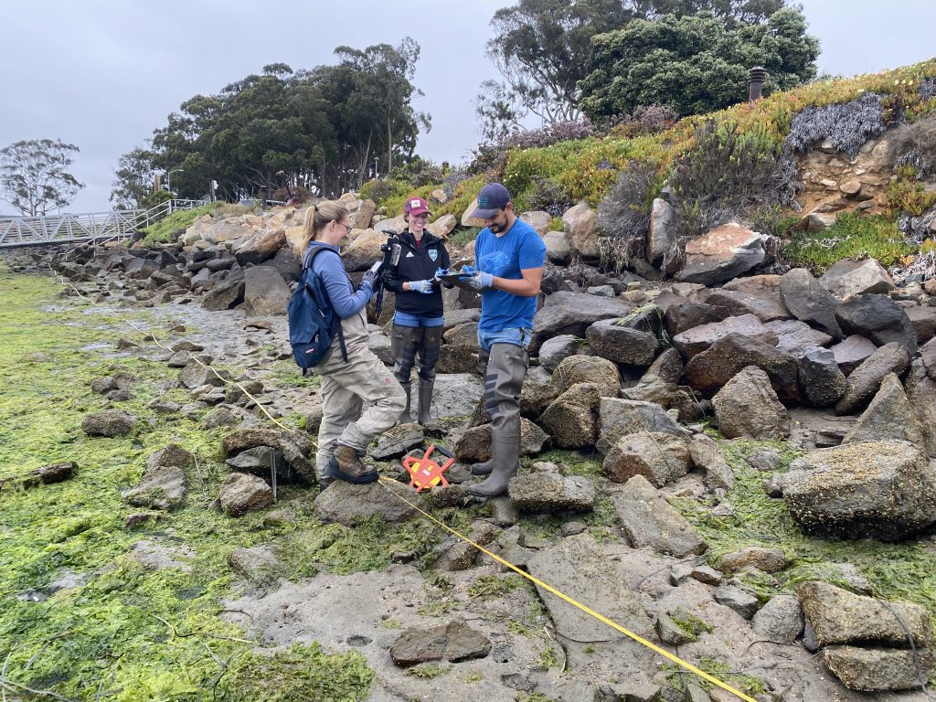 Staff work with Cal Poly in the field to monitor native oyster populations at Tidelands Park
