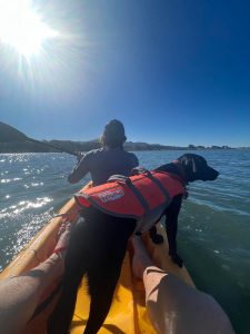 A dog and their humans kayaking on the bay